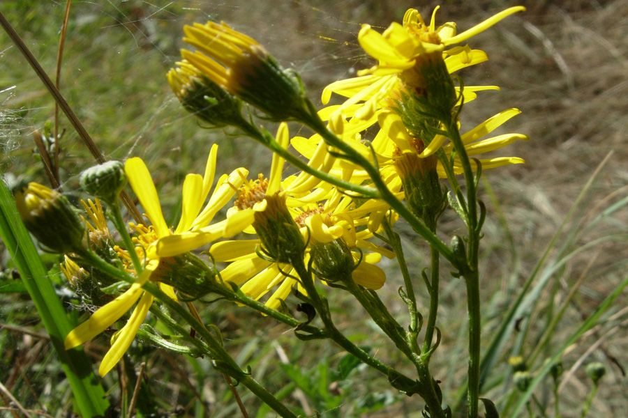 Senecio jacobaea